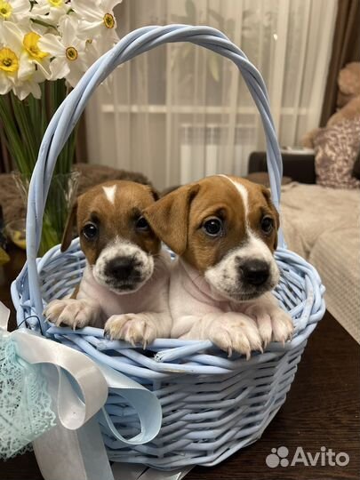 Джек Рассел терьер