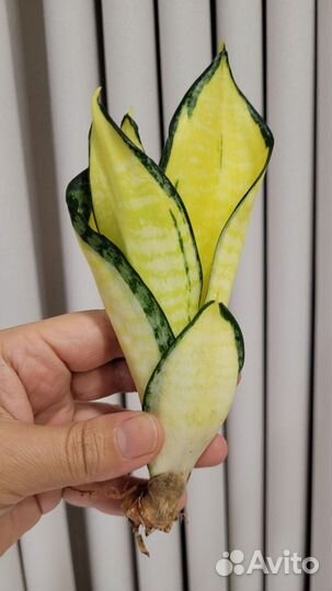 Сансевиерия сортовая