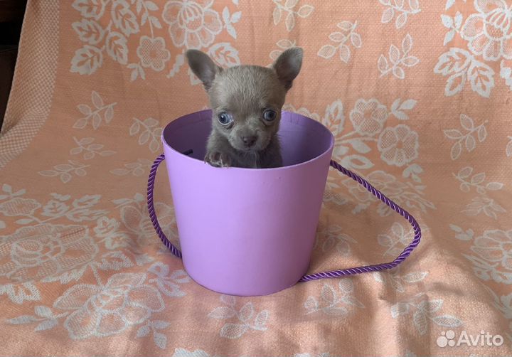 Чихуахуа micro девочка