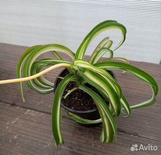 Хлорофитум кудрявый
