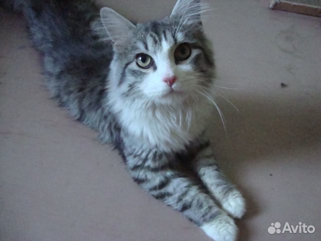 Ищет дом кот