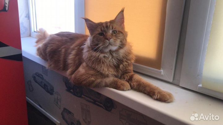 Мейн-кун вязка