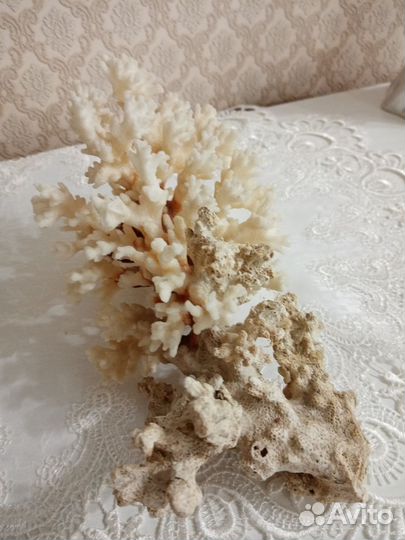 Морской коралл