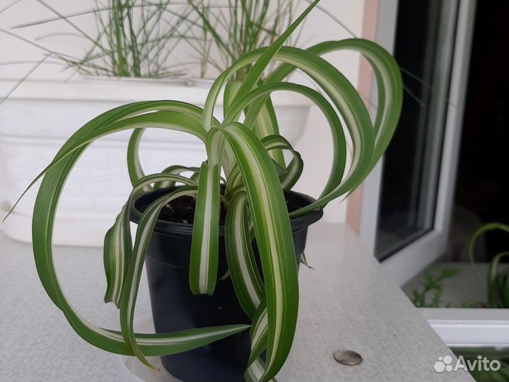 Хлорофитум кудрявый бонни