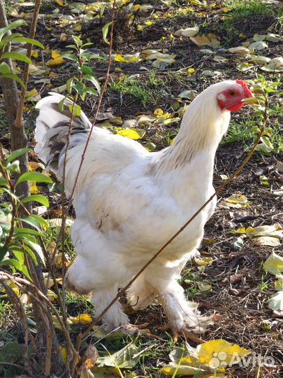 Молодые петухи