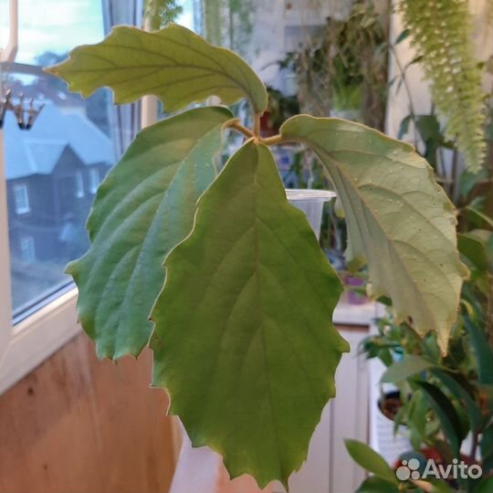 Тетрастигма вуанье