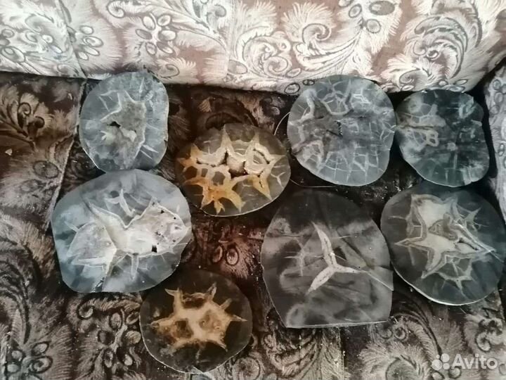 Аммониты. Септарии. Жеоды. Минералы. Окаменелости