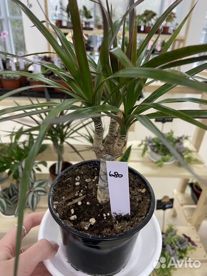 Драцена маргината