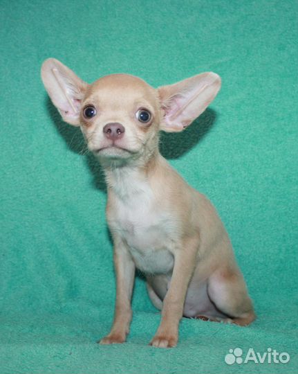 Веселый мальчишка чихуахуа