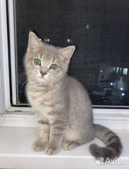 Шотландский котик