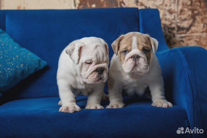 Щенки английского бульдога