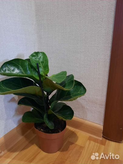 Комнатные растения