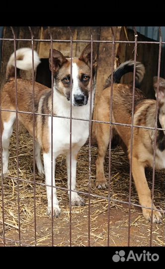 Лилу ищет дом