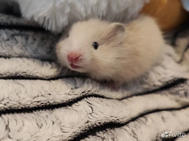 Сирийский хомяк