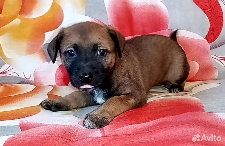 Девочка 2 месяца