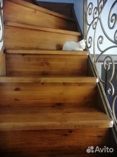 Котёнок ищет новый дом