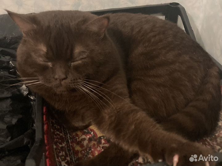 Кот шотландец вязка