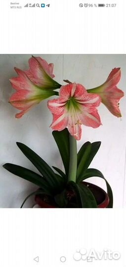 Гиппиаструм