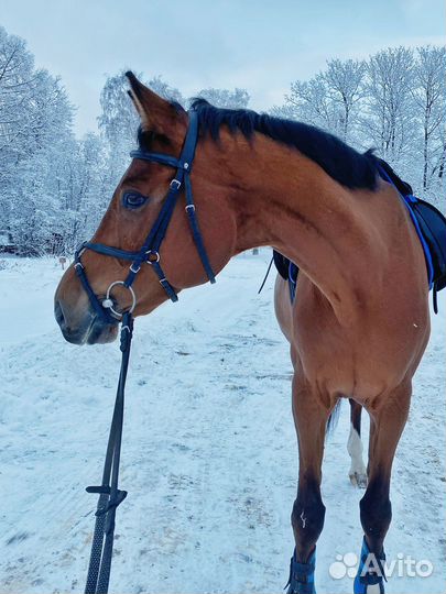 Занятия по верховой езде / лошадь в аренду