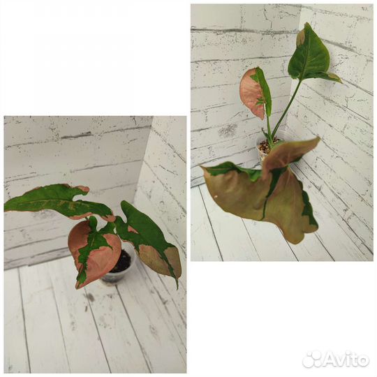 Сингониумы и другие