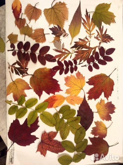 Сухоцветы, листья набор творчества гербарий