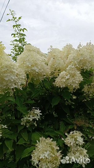 Гортензия метельчатая самарская Лидия, Саммер лав