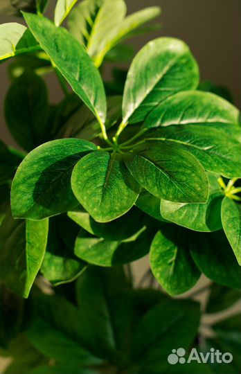 Искусственное дерево, растение, Стрелиция, Шефлера