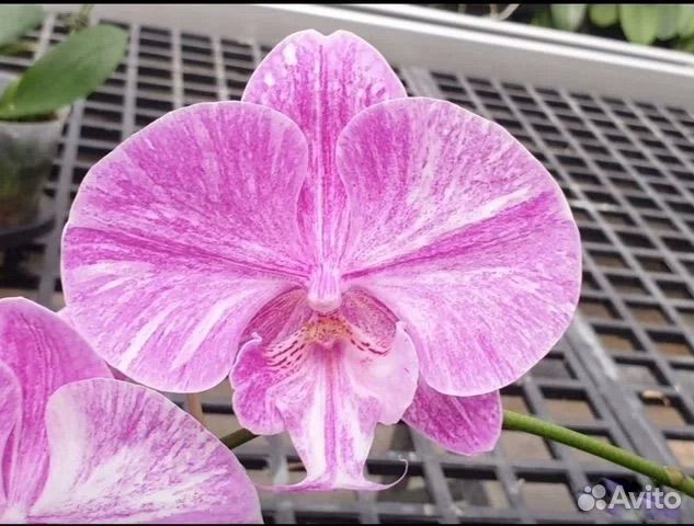 Орхидея фаленопсис