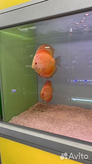 Рыба Дискус