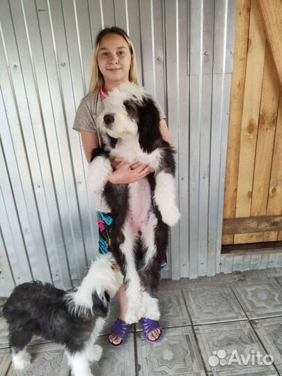 Бобтейл щенки