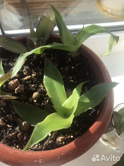 Растение золотой ус