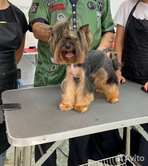 Груминг грумер стрижка собак