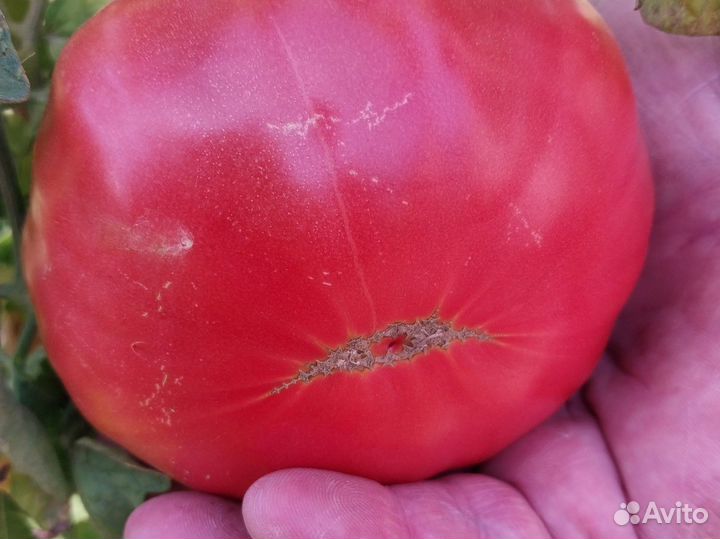 Семена розовых помидор СССР