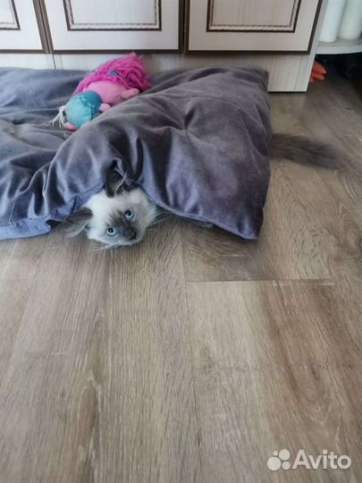 Невская маскарадная котята (девочка)