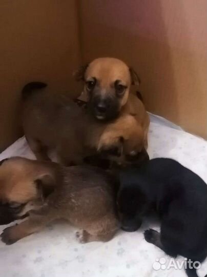 Щенки в добрые руки