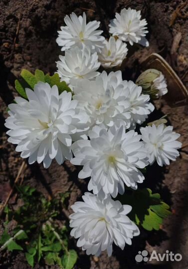 Сангвинария махровая