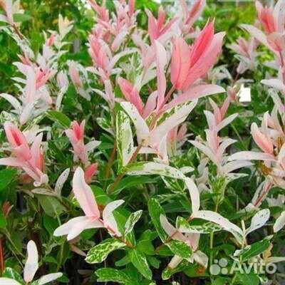 Ива фламинго