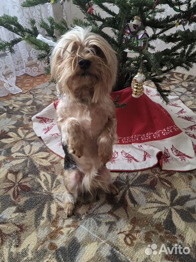 Йоркширский терьер