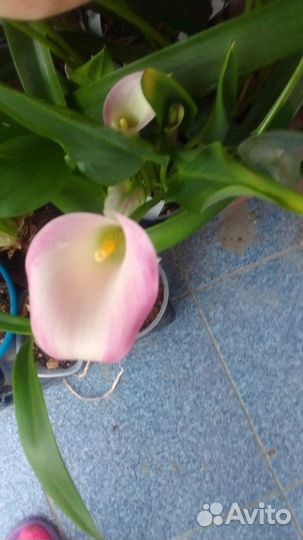 Продам каллы в горшках