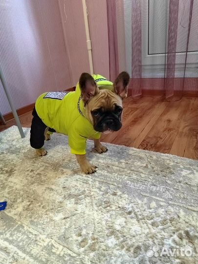 Одежда для собак