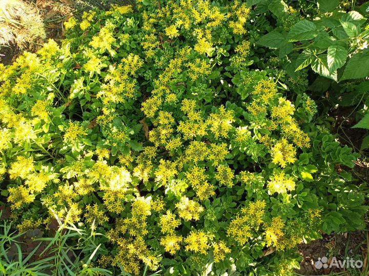 Хосты, лилии