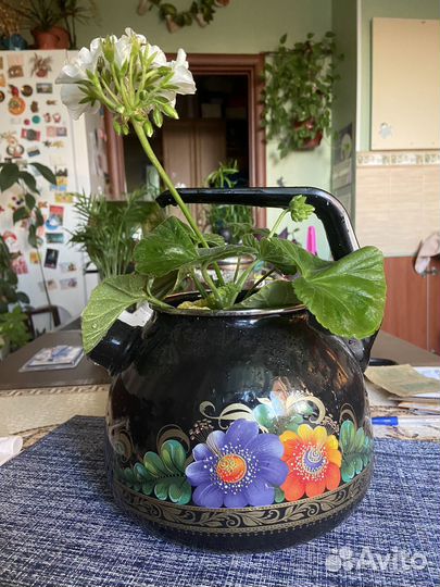 Эпипремнум с фото