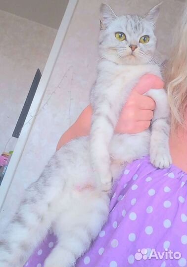 Британская серебристая шиншилла