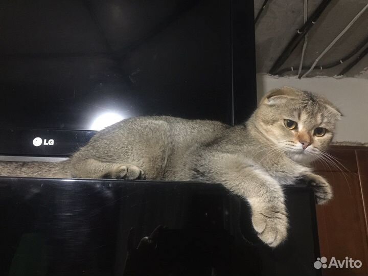 Шотландские котята/тикированные