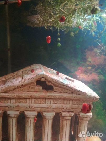 Продам рыбок Гуппи