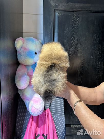 Яркий рыжий соболь медвежонок