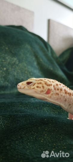 Геккон Эублефар