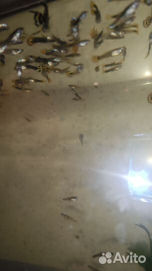 Рыбки гуппи