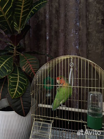 Попугай неразлучник с клеткой