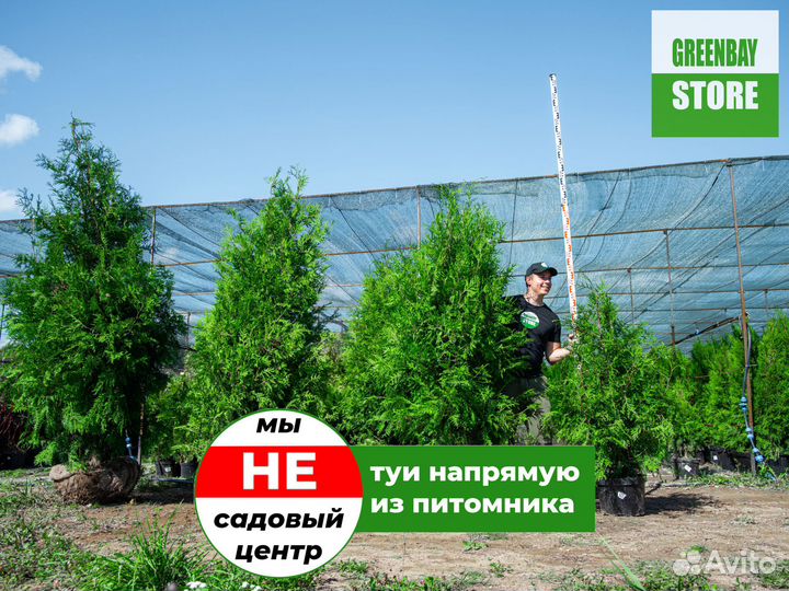 Туя брабант 1,4 м свежая копка 2023